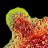 Hiv Budding Photographic Print by David Phillips
