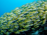 Fivelined Snapper School (Lutjanus Quinquelineatus) Indian Ocean Photographic Print by Reinhard Dirscherl