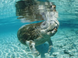 Reinhard Dirscherl - West Indian Manatee, Trichechus Manatus Latirostris, Usa, Florida, Fl, Crystal River Fotografická reprodukce Reinhard Dirscherl - West Indian Manatee, Trichechus Manatus Latirostris, Usa, Florida, Fl, Crystal River Fotografická reprodukce