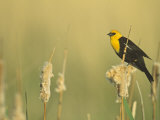 Male Yellow-Headed Blackbird, Xanthocephalus Xanthocephalus, in Cattails, Typha, North America Lámina fotográfica por John & Barbara Gerlach Male Yellow-Headed Blackbird, Xanthocephalus Xanthocephalus, in Cattails, Typha, North America Lámina fotográfica por John & Barbara Gerlach