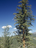 Sugar Pine (Pinus Lambertiana), Sierra Nevada Mountains, California, USA Photographie par Walt Anderson