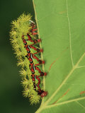 Saturniid Moth Larva or Caterpillar (Molippa Rosea), Family Saturniidae, Mexico Photographic Print by Leroy Simon