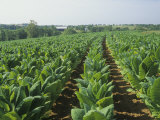 Tobacco Crop, Nicotiana Tabacum, Bluegrass Region of Central Kentucky, USA Photographic Print by Adam Jones