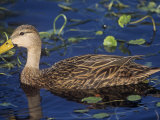 Mottled Duck, Anas Fulvigula, North America Photographic Print by Gary Meszaros