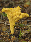 Chanterelle Mushroom (Cantharellus Cibarius) Growing on the Ground in a Deciduous Woodland Photographic Print by Gary Cook