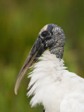 Wood Stork (Mycteria Americana) Photographic Print by John Cornell