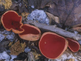 Scarlet Cup Fungus, Sarcoscypha Coccinea, Ascomycete, North America Photographic Print by Gary Meszaros