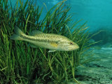Largemouth Bass, Micropterus Salmoides, Usa, Florida, Fl Fotografisk trykk av Reinhard Dirscherl