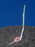 Germinating Corn Seed, Zea Mays Photographic Print by Doug Sokell