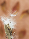 Milkweed Seed Pod Opening with Seeds Being Released (Asclepias), North America Photographie par Wally Eberhart