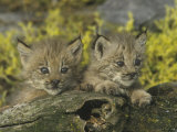 Canada Lynx Kittens, Lynx Canadensis, North America Lámina fotográfica por Joe McDonald