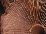 Close-Up of Mushroom Gills, Phaeocollybia Californica, California, USA Photographic Print by Gerald & Buff Corsi