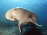 Dugong (Dugong Dugon), Indonesia Fotografie-Druck von David Fleetham