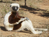 Coquerel's Sifaka (Propithecus Verreauxi Coquereli) Sunbathing, Madagascar Photographic Print by Christopher Crowley
