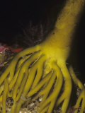 Holdfast of a Palm Kelp (Eisenia Arborea), Catalina Island, California, Usa, Pacific Ocean Lámina fotográfica por Richard Herrmann