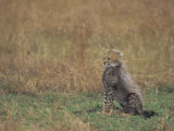 Cheetah Cub (Acinonyx Jubatus), East Africa Photographic Print by John & Barbara Gerlach