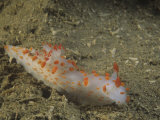 Clown Nudibranch, Triopha Catalinae, Alaska to Baja California, Usa, Pacific Ocean Lámina fotográfica por David Wrobel Clown Nudibranch, Triopha Catalinae, Alaska to Baja California, Usa, Pacific Ocean Lámina fotográfica por David Wrobel
