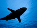 Silhouette of a Gray Reef Shark (Carcharhinus Amblyrhynchos), Yap, Micronesia Photographie par David Fleetham