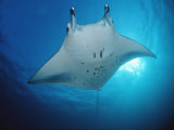Manta Ray (Manta Birostris), Maldives Islands, Indian Ocean Photographic Print by Reinhard Dirscherl