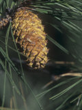 Unopened Young Female or Seed Cone of the Ponderosa Pine (Pinus Ponderosa), Western USA Fotografie-Druck von Walt Anderson