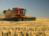 Combine Harvesting Wheat Photographic Print