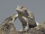 Short-Horned Lizard, Phrynosoma Douglassi, Arizona, USA Photographic Print by Joe McDonald
