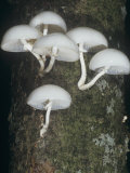 Mushrooms Growing on a Tree, Oudemansiella Mucida, Basidiomycetes, North America Photographic Print by George Loun