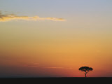 Accasia Tree Silhouetted at Sunrise, Masai Mara Game Reserve, Kenya Photographic Print by Adam Jones