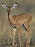 Impala Fawn, Aepyceros Melampus, Samburu, Kenya, Africa Photographic Print by Joe McDonald