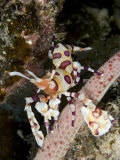 David Fleetham - Harlequin Shrimp (Hymenocera Picta) on the Arm of a Seastar, Hawaii, USA - Fotografik Baskı