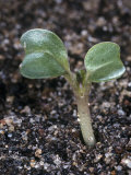 Cabbage Seedling, Brassica Oleracea Photographic Print by Jerome Wexler