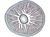 Inky Cap Mushroom Cap Cross-Section Showing Gills, Coprinus Photographic Print by John D. Cunningham