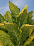 Tobacco Plant Ready for Harvest (Nicotiana Tabacum), Tennessee, USA Photographic Print by Wayne Hutchinson