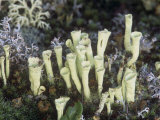 Pixie Cup Lichens, Cladonia, on the Forest Floor, Northern USA Photographic Print by John & Barbara Gerlach