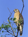 Red-Shouldered Hawk, Buteo Lineatus, Florida, USA Photographic Print by Arthur Morris