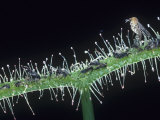 Sundew, Drosera Binata, with a Trapped Mosquito and Gnats Photographic Print by Jerome Wexler