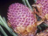 Male Norway Spruce Cone with Pollen Grains, Picea Abies Photographic Print by Jerome Wexler