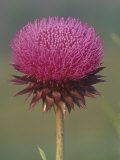 Canada Thistle Flower, Cirsium Arvense, North America Stampa fotografica di Arthur Morris