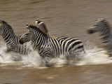 Burchell's Zebras (Equus Burchelli) Running across Mara River, Masai Mara Game Reserve, Kenya Photographic Print by Adam Jones