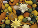 Decorative Gourd Harvest Photographic Print by David Cavagnaro