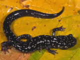 Slimy Salamander (Plethodon Glutinosus), Eastern North America Photographic Print by Michael Redmer