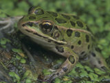 Northern Leopard Frog (Rana Pipiens), North America Impressão fotográfica por Gustav W. Verderber Northern Leopard Frog (Rana Pipiens), North America Impressão fotográfica por Gustav W. Verderber