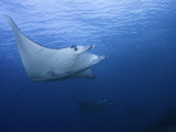 Manta Ray (Manta Birostris) with a Remora on its Fin, Komodo, Indonesia Reprodukcja zdjęcia autor David Fleetham