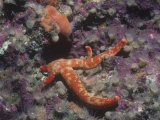 Starfish, Linckia Columbiae, Regenerating Two Arms on the Left, Pacific Coast of North America Photographic Print by Daniel Gotshall