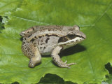 Mutant Wood Frog (Rana Sylvatica) Three and a Half Legged Lámina fotográfica por Glenn Oliver