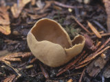 Brown-Clustered Ear Cup Mushroom, Otidea Rainierensis, North America Photographic Print by Gerald & Buff Corsi
