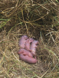 Nest of Baby Eastern Meadow Voles (Microtus Pennsylvanicus), Eastern North America Lámina fotográfica por Wally Eberhart Nest of Baby Eastern Meadow Voles (Microtus Pennsylvanicus), Eastern North America Lámina fotográfica por Wally Eberhart