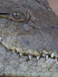 African or Nile Crocodile Head Details, Crocodylus Niloticus, Kenya, East Africa Lámina fotográfica por Arthur Morris