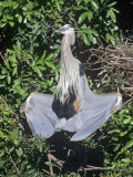 Great Blue Heron, Ardea Herodias, Sunning Near its Nest, Venice, Florida, USA Photographic Print by Charles Melton