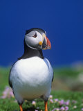 Atlantic Puffin, Fratercula Arctica, Shetland Islands, Scotland, Uk Photographic Print by John & Barbara Gerlach